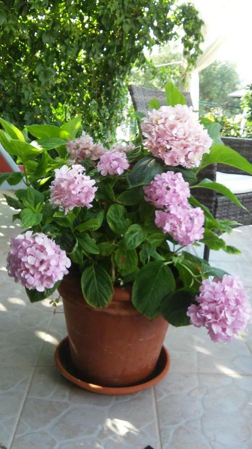 Country House Rusula Vrsine Экстерьер фото